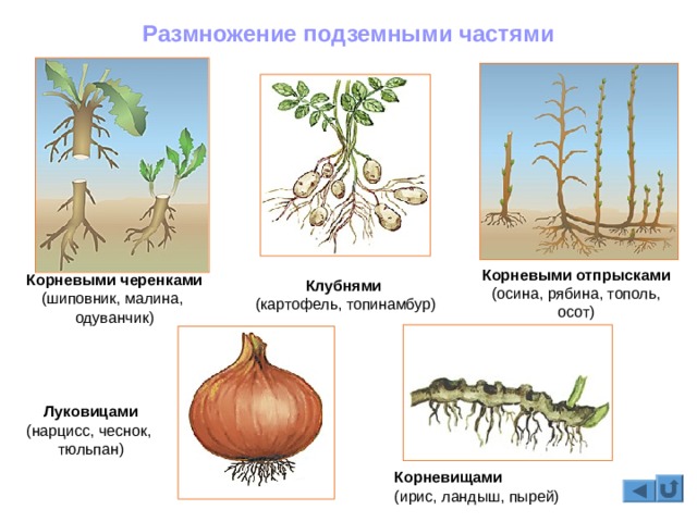 Актуальная ссылка на мегу через тор